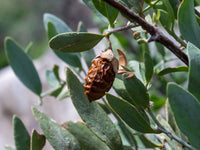 Jojoba Seed Oil