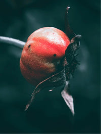 Cold-Pressed Rosehip Seed Oil