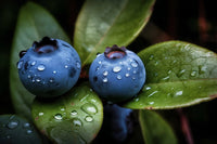 Blueberry Seed Oil
