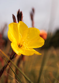 Evening Primrose Oil