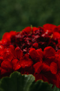Geranium Flower Oil