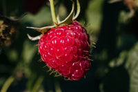 Raspberry Seed Oil